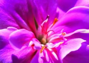 Harmony Scent