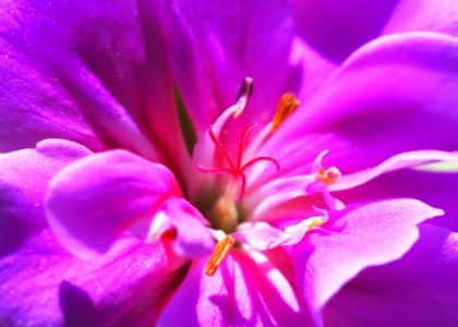 Harmony Scent