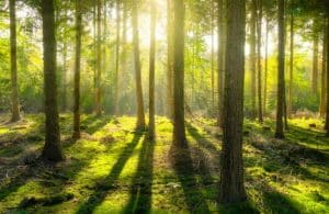 Mediterranean Forest Scent