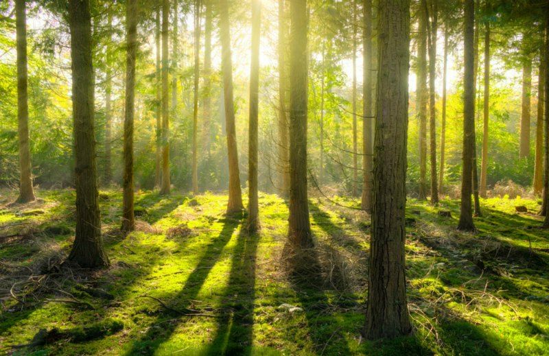 Mediterranean Forest Scent